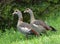 Love Pair of Egyptian Geese