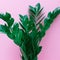Love photosynthesis. Green leaves on pink background. minimal Style