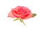 A love red rose head isolated