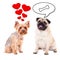 love and relationship concept - two cute dogs thinking about love and food over white