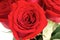 Love romance roses flowers passion gift greeting