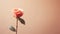 love rose flower background