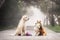 The love story of two dogs