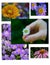 Love Theme Daisies Vertical with Hand Close Up