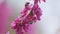 Love Tree. Bee Pollination Of Spring Blossoming Judas Tree. Flowering Plant Family Fabaceae. Close up.