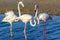 Love triangle of pink flamingos in the sea lagoon