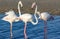 Love triangle of pink flamingos in the sea lagoon