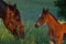 A love warm-blooded foal of trotting horse