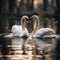 In love on water a serene photo of a white swan pair
