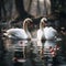 In love on water a serene photo of a white swan pair