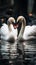 In love on water a serene photo of a white swan pair