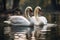 In love on water a serene photo of a white swan pair