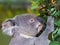 Loveable Darling Young Koala Munching Gum Leaves.