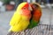 Lovebird