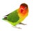 Lovebird