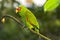 Lovebird, Agapornis spec., parrot