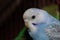 Lovebird Beautiful blue and white lovebird