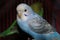 Lovebird Beautiful blue and white lovebird looking at camera 1