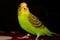 Lovebird beautiful green and yellow lovebird open mouth