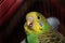 Lovebird Beautiful yellow and green lovebird looking at camera