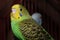 Lovebird Beautiful yellow and green lovebird posing at camera