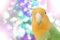 Lovebird on Blurred fairy lights background