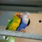 Lovebird and Budgerigars birds in the Aviary