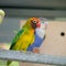 Lovebird and Budgerigars birds in the Aviary