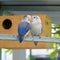 Lovebird and Budgerigars birds in the Aviary