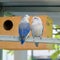 Lovebird and Budgerigars birds in the Aviary