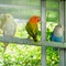 Lovebird and Budgerigars birds in the Aviary