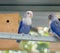 Lovebird and Budgerigars birds in the Aviary