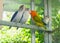 Lovebird and Budgerigars birds in the Aviary