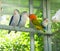 Lovebird and Budgerigars birds in the Aviary