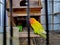 A lovebird is the common name of Agapornis a small genus of parrot