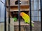 A lovebird is the common name of Agapornis a small genus of parrot