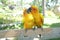 Lovebird Couple Colorful Parrot. in the Zoo