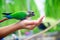 A lovebird is eating dry sunflower seeds in child hand