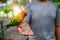 A lovebird is eating dry sunflower seeds in hand