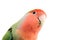 Lovebird looking