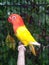 Lovebird Lutino red eyes is a love bird that is very beautiful and the most loved