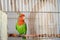 Lovebird in open cage. Love/romance concept. Parrot tropical bird