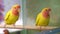 lovebird parrot. birds are inseparables. large, colorful, beautiful parrots.