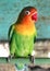 Lovebird parrot red beak feather green beautiful