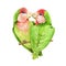 Lovebird parrot watercolor illustration. Beautiful couple of exotic birds sharing love. Green lovingbirds on a branch image. Tende