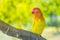 Lovebird parrots sitting on a tree branch