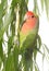 Lovebird perching on leaf