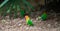 A lovebird walking on ground, focused on eye with high resolution