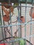 Lovebirds in a cage  with  small  mud cages