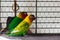 Lovebirds in a cage. Yellow and green birds in love. Nerosier Agapornis parrots.